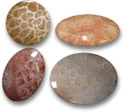 Indonesian Fossil Coral Gemstones