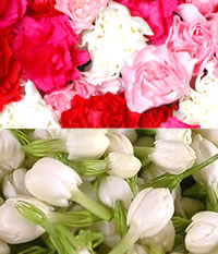 Carnations and White Jasmine