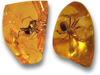 An Ant and a Spider frozen in time inside Baltic Amber