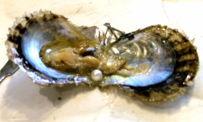 Pearl Oyster