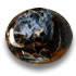 Buy Pietersite at GemSelect