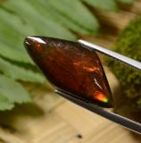 Ammolite from The Source