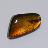 Ammolite from The Source