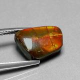 Ammolite from The Source