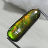 Ammolite from The Source