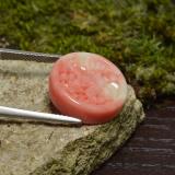 Coral from The Source