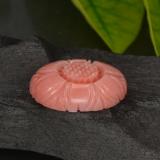 Coral from The Source