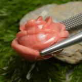 Coral from The Source