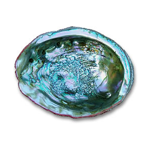 Iridescent Abalone Shell