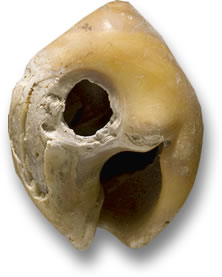 Ancient Shell Bead