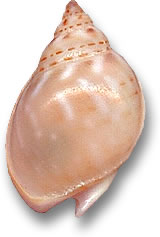 Coquille de Nassarius