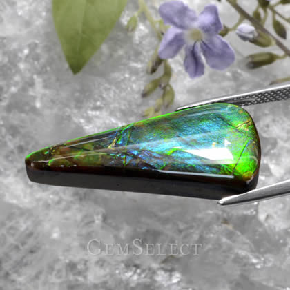 Ammolite Gemstone