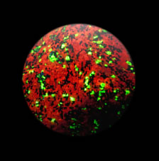 UV光での蛍光方解石（赤）およびウィレマイト（緑）球