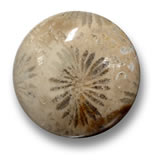 Pierre de corail fossile