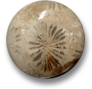 Multicolor fossil coral gemstone