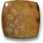 Fossil Coral Cabochon