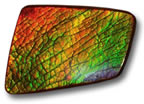 Ammolite Gemstone