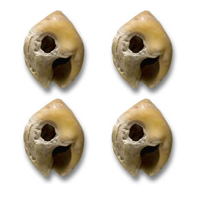 Nassarius shell beads