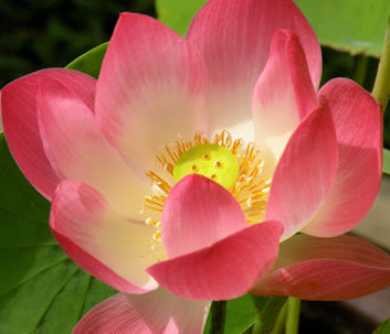 Lotus Blume