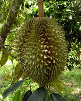 Fruta Durian mundialmente famosa de Chanthaburi