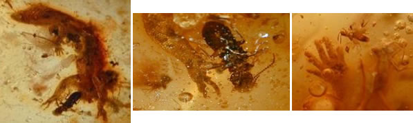 Insects Caught in the Same Amber as the Lizard