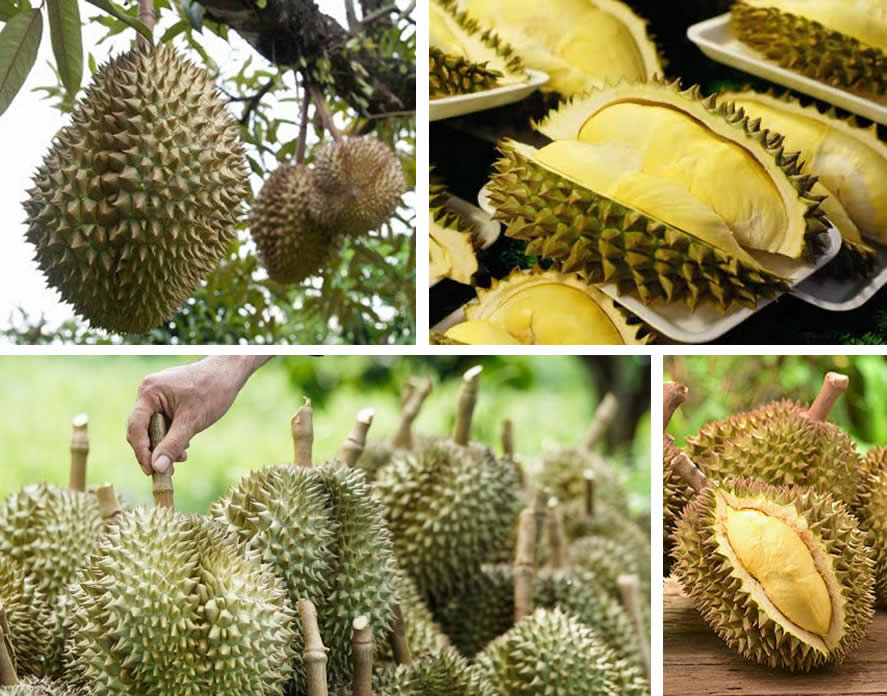 Durian - Stinky Fruit