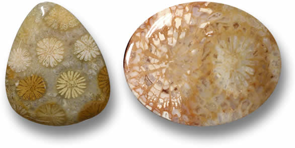Loose Fossil Coral for sale
