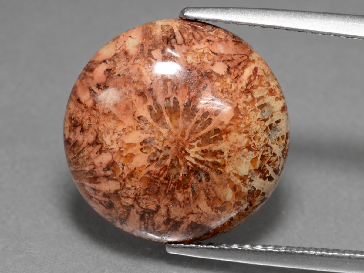 Close-up view of natural Fossil Coral gemstones