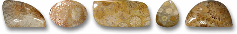 Fossil Coral Gemstones