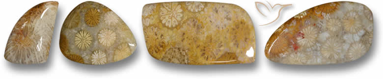 Odd Shaped Fossil Coral Gemstones
