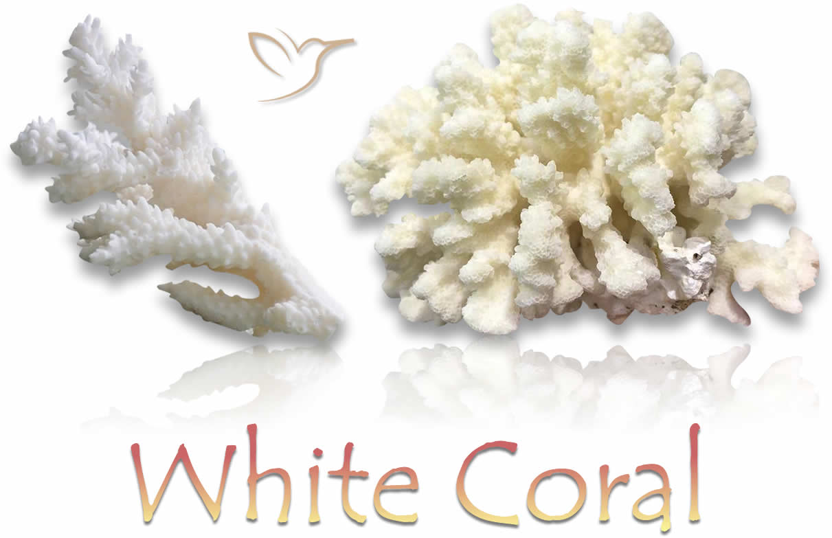 Natural Rough White Coral Gemstones