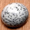 Shop Dendritic Agate Gemstones