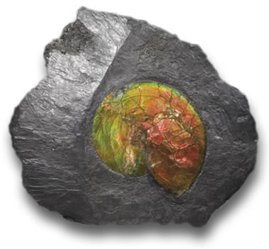 Fossile d'ammonite