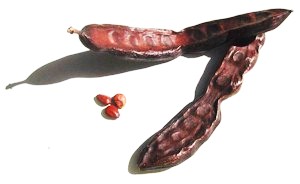 Fruit of the Carob