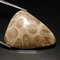 Buy fossil coral at GemSelect