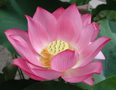 Lotus Flower