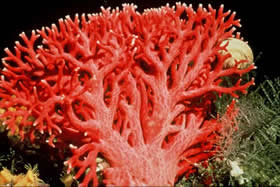 Corail rouge naturel