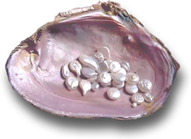 Pearl Shell From Tennessee