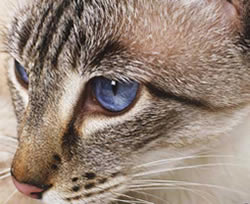 Un vero occhio di gatto