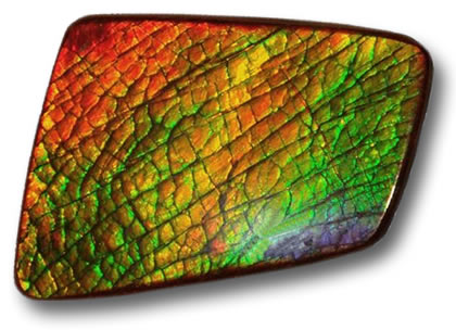 Ammolite non lavorata