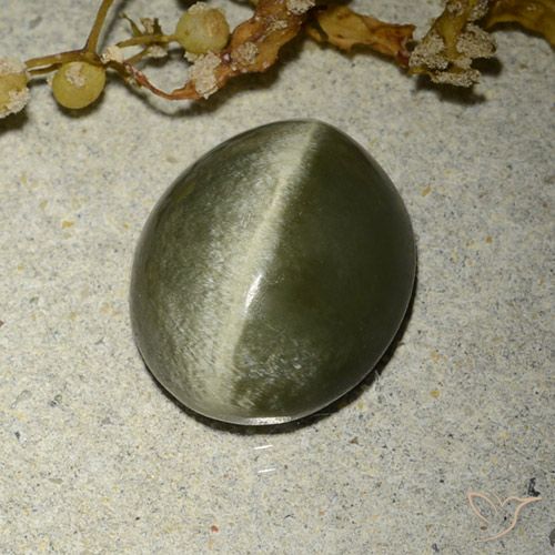 Actinolite œil de chat Vert oval cabochon 12,3 x 10,3mm des Etats-Unis, poids de 4,6 ct, pierre gemme naturelle Non traité de pureté Opaque , 1 pièce Actinolite œil de chat, couleur : Vert brunâtre, dureté de Mohs de 5.5 à 6, Photo A