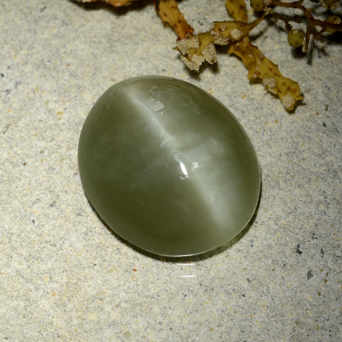 Warm Green Occhio di gatto actinolite Gem - 7.8ct Ovale cabochon (ID: 485805)