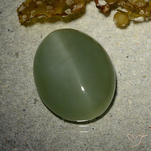 Actinolite œil de chat Vert militaire Ovale 7,01 ct des Etats-Unis, Dimension 15 x 11,7mm, Pierre gemme naturelle Non traité, pureté Translucide, 1 pièce Actinolite œil de chat oval cabochon, dureté de Mohs de 5.5 à 6, Photo A