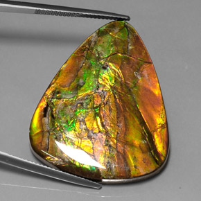 38.54 ct Multicolor Ammolite Stone, Natural Ammolite in Trillion Cabochon Shape for Sale