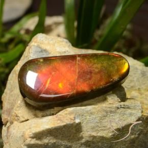 23.51 ct Multicolor Ammolite Stone, Natural Ammolite in Fancy Cabochon Shape for Sale