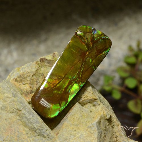 17.42ct Natural Multicolor Ammolite, Fancy, Opaque