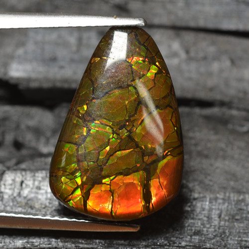 Multicolor Ammolite Gem - 8.8ct Shark Fin Cabochon (ID: 295235)