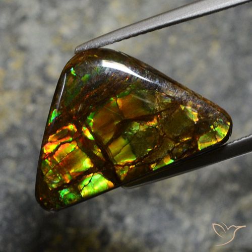 11.39ct Natural Multicolor Ammolite, Fancy, Opaque