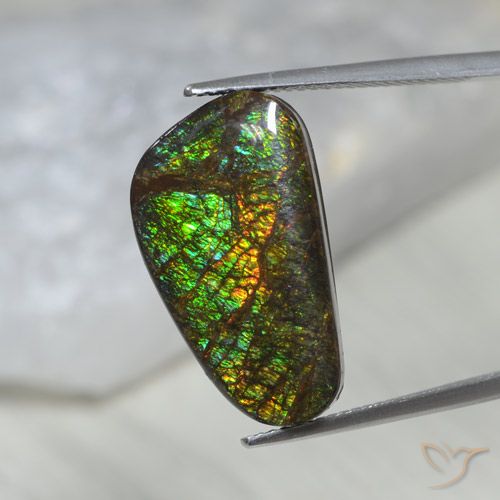 11.60ct Natural Multicolor Ammolite, Fancy, Opaque