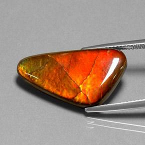 Multicolor Ammolite Gem - 12.2ct Shark Fin Cabochon (ID: 295284)